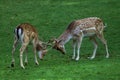 Deers locking horns Royalty Free Stock Photo