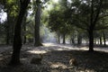 Deers lying in the deep heart of forest Royalty Free Stock Photo