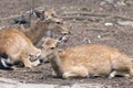 Deers lying down on the ground in Ho Chi Minh zoo
