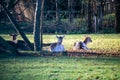 Deers lying on the grass on a sunny day