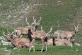 Deers (Maral). Safari Park.