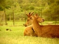 Deers, Mauritius