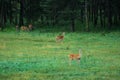 Deers on meadow Royalty Free Stock Photo