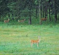 Deers on meadow Royalty Free Stock Photo