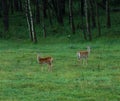 Deers on meadow Royalty Free Stock Photo
