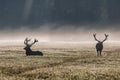 A deers in the morning mist Royalty Free Stock Photo