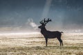 A deers in the morning mist Royalty Free Stock Photo