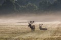 A deers in the morning mist Royalty Free Stock Photo