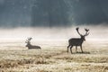 A deers in the morning mist Royalty Free Stock Photo