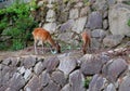 Deers in the mount Misen Royalty Free Stock Photo