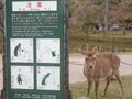 Deers in Nara Park, Japan