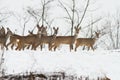 Deers near the forest