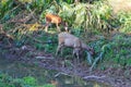 The deers near the river on the watering place. Royalty Free Stock Photo