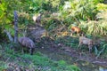 The deers near the river on the watering place. Royalty Free Stock Photo