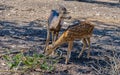 Deers in Nisargadhama forest park at Kushalnagar, India Royalty Free Stock Photo