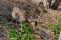 Deers in Nisargadhama forest park at Kushalnagar, India Royalty Free Stock Photo