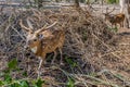 Deers in Nisargadhama forest park at Kushalnagar, India Royalty Free Stock Photo