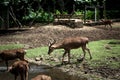 Deer in Pamplemousses Botanical Garden, Port Louis, Mauritius