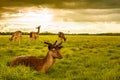 Deers at Phoenix Park