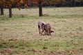 Deers in Phoenix Park in Dublin in Ireland Royalty Free Stock Photo