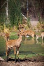 Deers in the pond Royalty Free Stock Photo