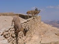 Deers at Ramon Crater (Makhtesh), Israel