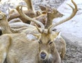 Deers are relaxing on the sand in the zoo garden Royalty Free Stock Photo