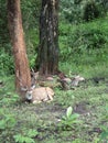 Deers resting in the forest in India