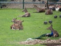 Deers resting in a green field in park with more animals