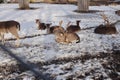 Deers resting in winter time