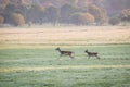 Running deers Royalty Free Stock Photo