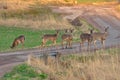 Deers on the road Royalty Free Stock Photo