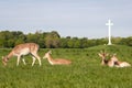 Deer roaming around Phoenix Park