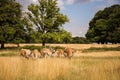 Deers roaming free in the outdoors park Royalty Free Stock Photo