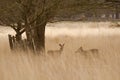 Deers roaming free in the outdoors park Royalty Free Stock Photo