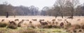 Deers roaming free in the outdoors park Royalty Free Stock Photo