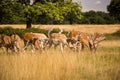 Deers roaming free in the outdoors park Royalty Free Stock Photo