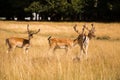Deers roaming free in the outdoors park Royalty Free Stock Photo