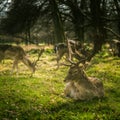 Deers roaming free in the outdoors park Royalty Free Stock Photo