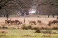 Deers roaming free in the outdoors park Royalty Free Stock Photo