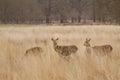 Deers roaming free in the outdoors park Royalty Free Stock Photo