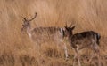 Deers roaming free in the outdoors park Royalty Free Stock Photo