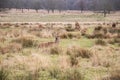 Deers roaming free in the outdoors park Royalty Free Stock Photo