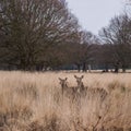 Deers roaming free in the outdoors park Royalty Free Stock Photo