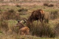 Deers roaming free in the outdoors park Royalty Free Stock Photo