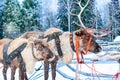 Deers with sledge near winter forest in Rovaniemi, Lapland, Finland. Christmas winter image Royalty Free Stock Photo