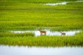 Deers in a small pond surrounded by grass. Royalty Free Stock Photo