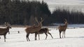 Deers in the snow. Deers and deerskin walking on the snow