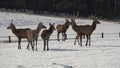 Deers in the snow. Deers and deerskin walking on the snow