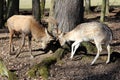 Deers Royalty Free Stock Photo